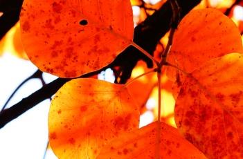 黄栌 黄栌盆景的大忌讳