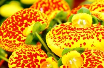 蒲包花