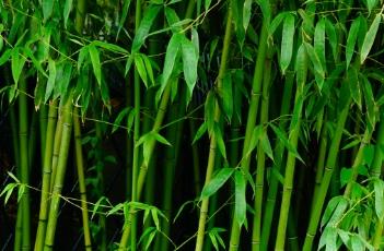 花叶苦竹（苦竹‘长叶’）