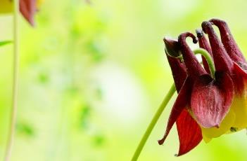 耧斗菜 耧斗菜