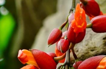 红花山牵牛 红花山牵牛