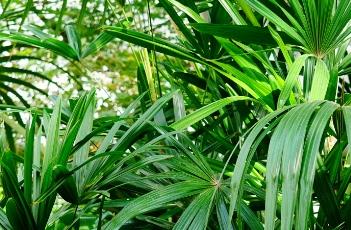 大叶棕竹（大叶棕竹图片）