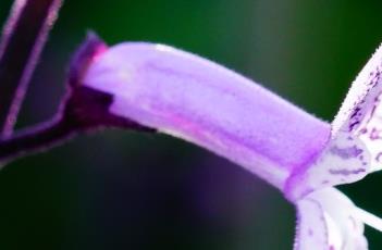 莫纳紫香茶菜
