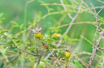 金樱子 金樱子泡酒喝有什么好处