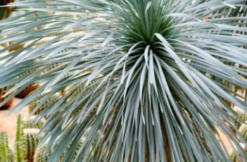 短叶丝兰 短叶丝兰别名