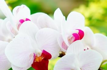 蝴蝶兰花谢后的养护方法 蝴蝶兰花谢后的养护方法