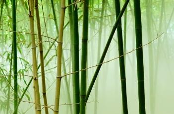 桂竹（桂竹图片）