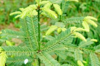 篦子三尖杉（篦子三尖杉是几级保护植物）