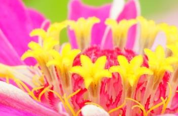 百日菊
