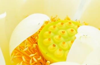 莺莺
