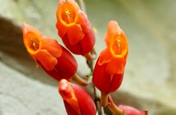 红花山牵牛 红花山牵牛