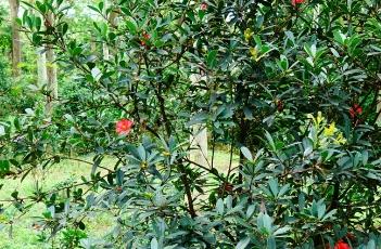 盆栽杜鹃红山茶的养殖方法 盆栽杜鹃红山茶的养殖方法和技术
