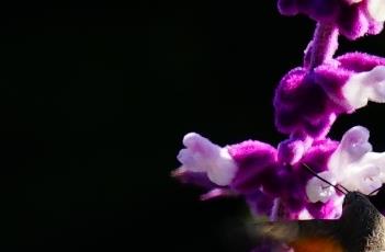墨西哥鼠尾草的繁殖方法 墨西哥鼠尾草的繁殖方法