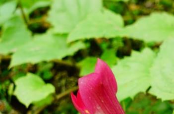 冠子藤（藤子百度百科）