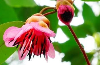 红花荷
