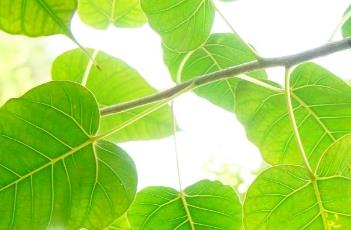 菩提树