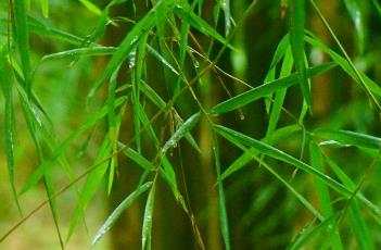 泰竹（泰伯简介）