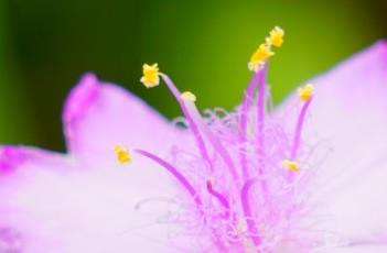 紫露草的花语