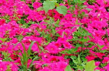矮牵牛花语
