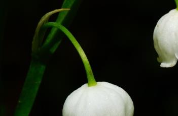 铃兰