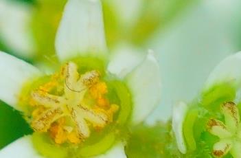 白雪木（白雪木耐寒吗）