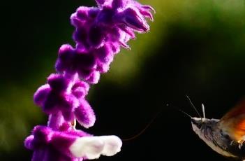 紫绒鼠尾草