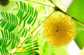 金合欢（金合欢树图片）