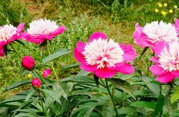芍药花期及养殖要点 芍药花期及养殖要点