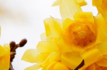 蜡梅 蜡梅花和腊梅花的区别