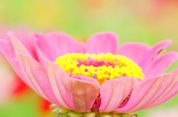 百日菊（百日菊的图片）