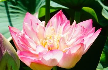 葵花向阳（葵花向阳是什么生物特征）