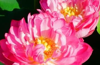 睡美人 睡美人是谁吻醒的