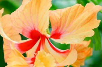 金塔朱槿（金塔朱槿花）