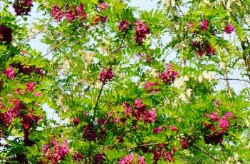 红花刺槐