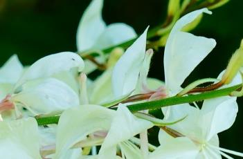 花叶山桃草