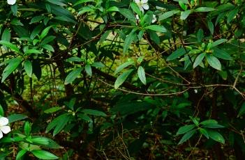 白花印度野牡丹