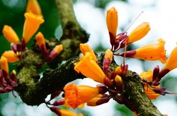 火烧花（火烧花图片大全）