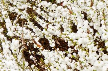 白花重瓣麦李