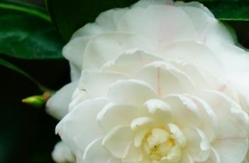 山茶花种子繁殖方法