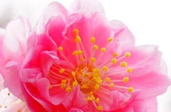 丰后梅（丰后梅花是好品种吗）