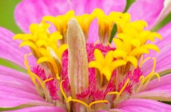 百日菊