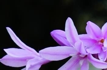 花叶紫娇花