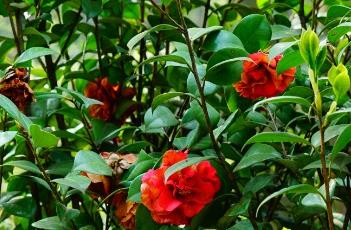 山茶花掉叶子的原因 山茶花掉叶子的原因