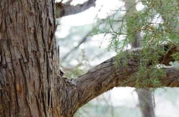 圆柏 圆柏和侧柏的区别