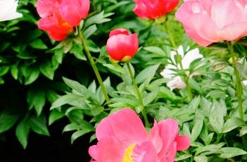 芍药花期及养殖要点 芍药花期及养殖要点