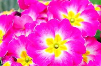 欧报春种植时间 报春花种植时间