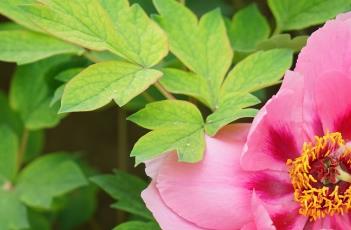 牡丹花花期怎么施肥 牡丹花花期怎么施肥