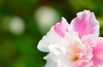 杜鹃花的繁殖方法 杜鹃花的繁殖方法