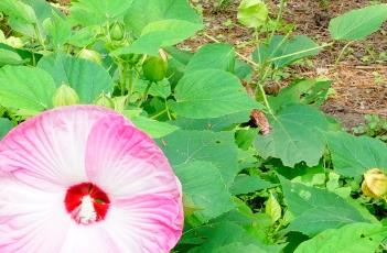 芙蓉葵花语 芙蓉葵花语是什么