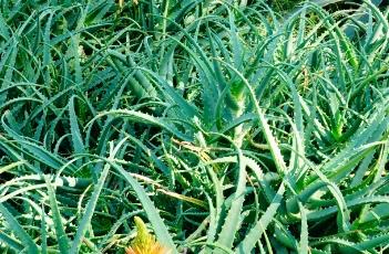 木立芦荟